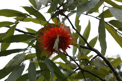 Brownea macrophylla